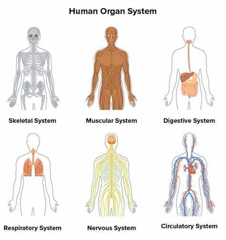 Human Body Structure