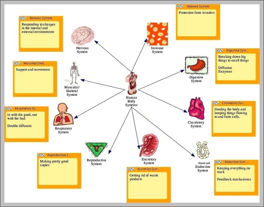 Human Body Systems Diagram Image