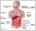 Human Body With Organs Labeled Image