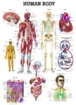 Human Body in one diagram