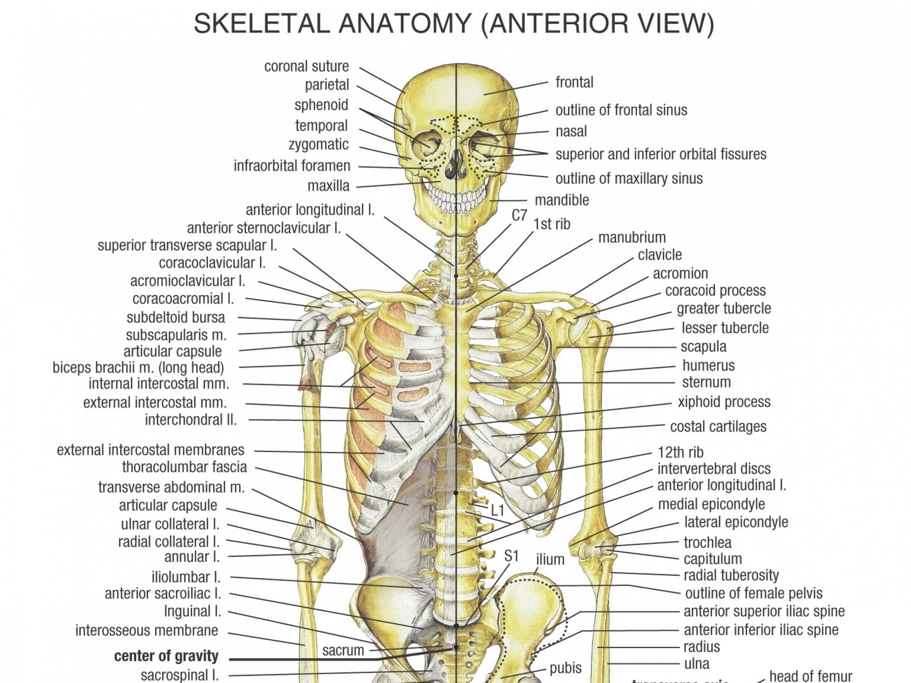 Human Bone Structure Explanation