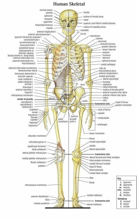 Human Bones Anatomy