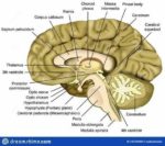 Human Brain Anatomy