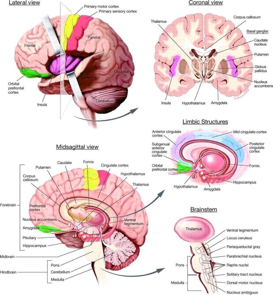 Human Brain Anatomy Diagram
