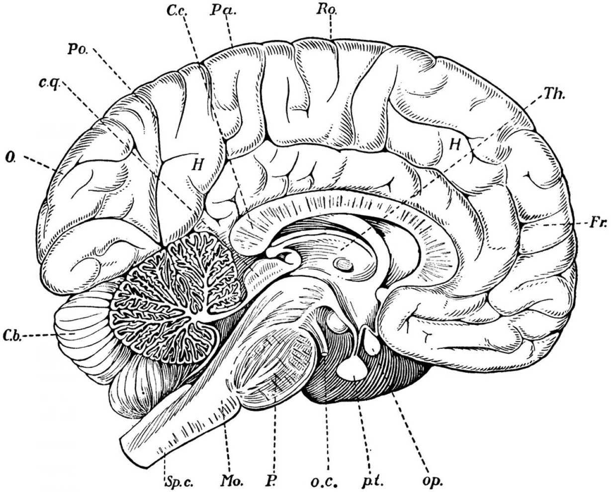 Human Brain Diagram Blank