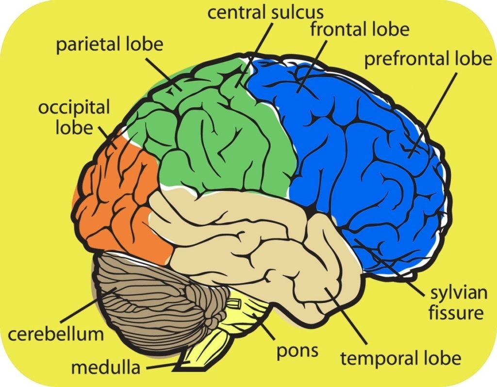 human-brain-external-structure-anatomy-system-human-body-anatomy