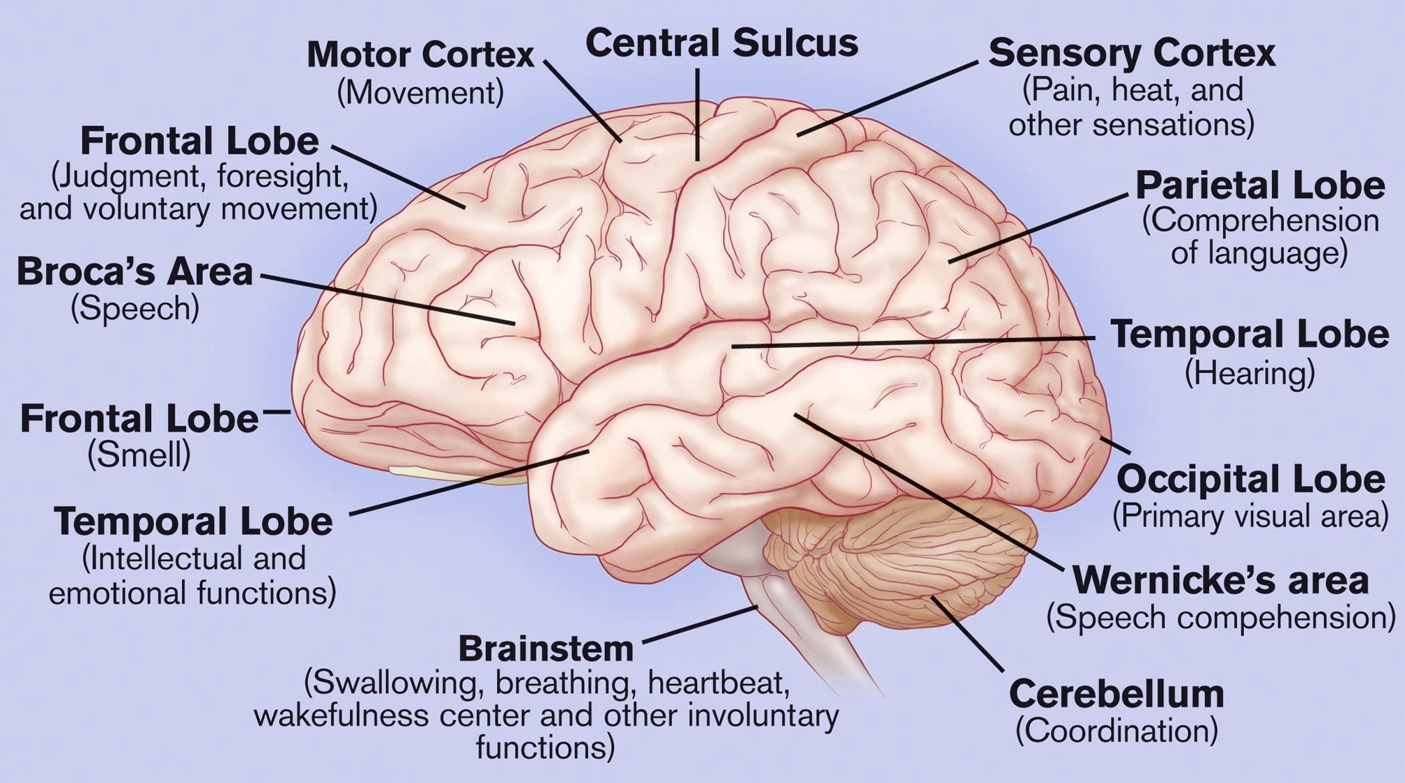 Human Brain Partsbrain Parts Anatomy