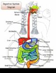 Human Digestive System Description