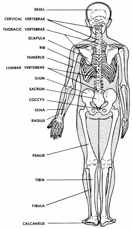 Human Digestive System Description Illustration