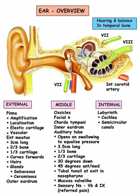 Human Ear Anatomy And Physiology