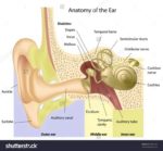 Human Ear Anatomy Described