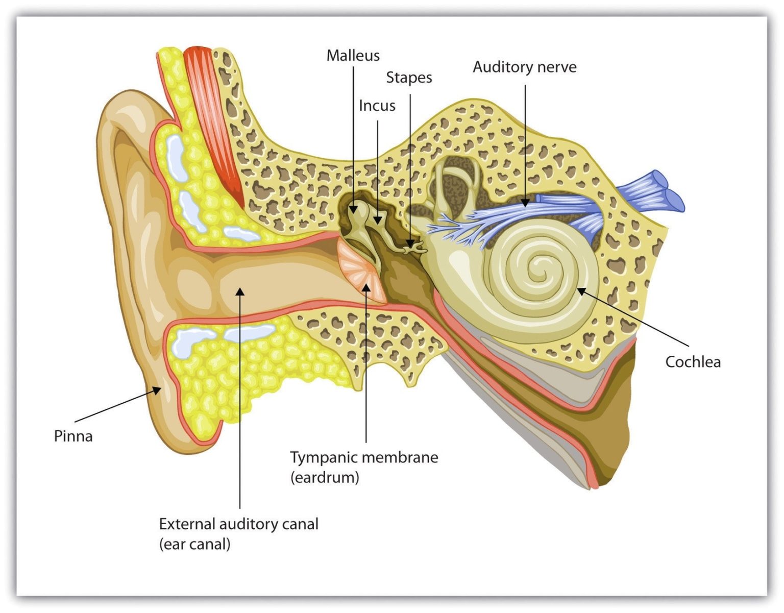 Human Earanatomy Of Human Ear | Anatomy System - Human Body Anatomy ...