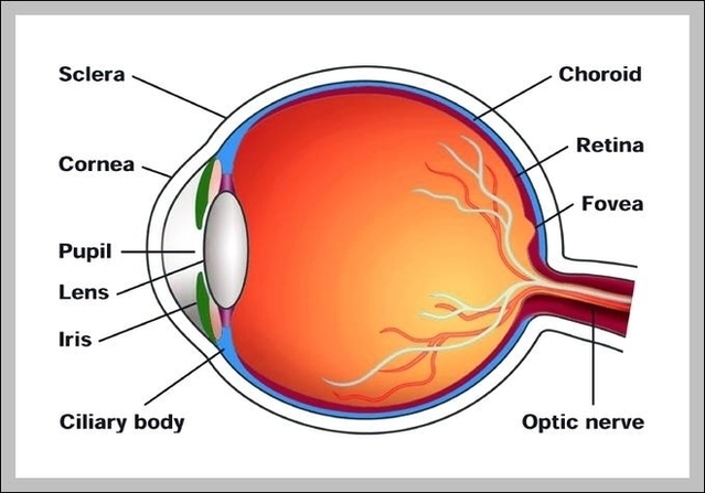 Human Eye Diagram For Kids Image