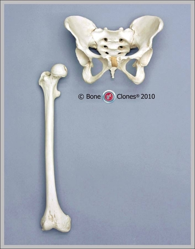 Human Femur Bone Picture Image