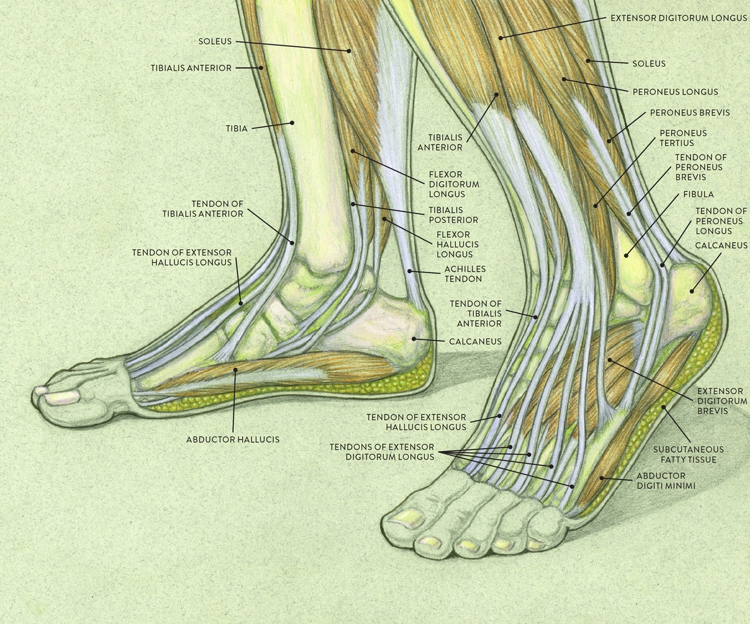 Human Foot Anatomy Anatomy System Human Body Anatomy Diagram And Human Foot Anatomy Anatomy System Human Body Anatomy Diagram And
