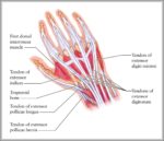 Human Hand Muscles And Tendons Image