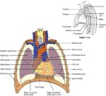 Human Heart Anatomy Definition Visual