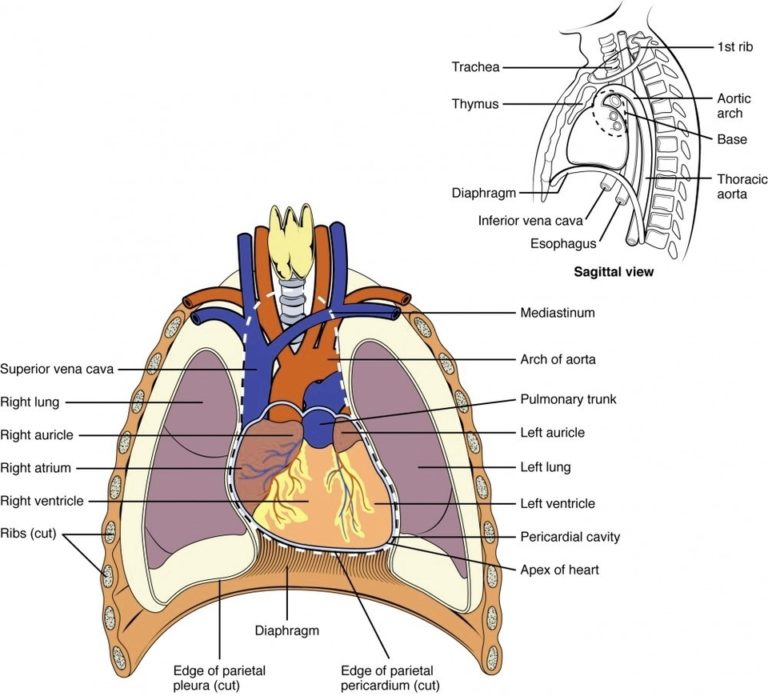 Human Heart Anatomy Definition Visual Anatomy System Human Body
