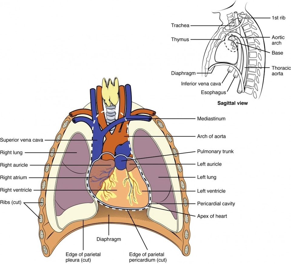 Human Heart Anatomy Definition Visual