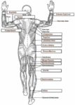 Human Heart Anatomy Description Illustration