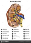 Human Heart Anatomy Example Of Definition