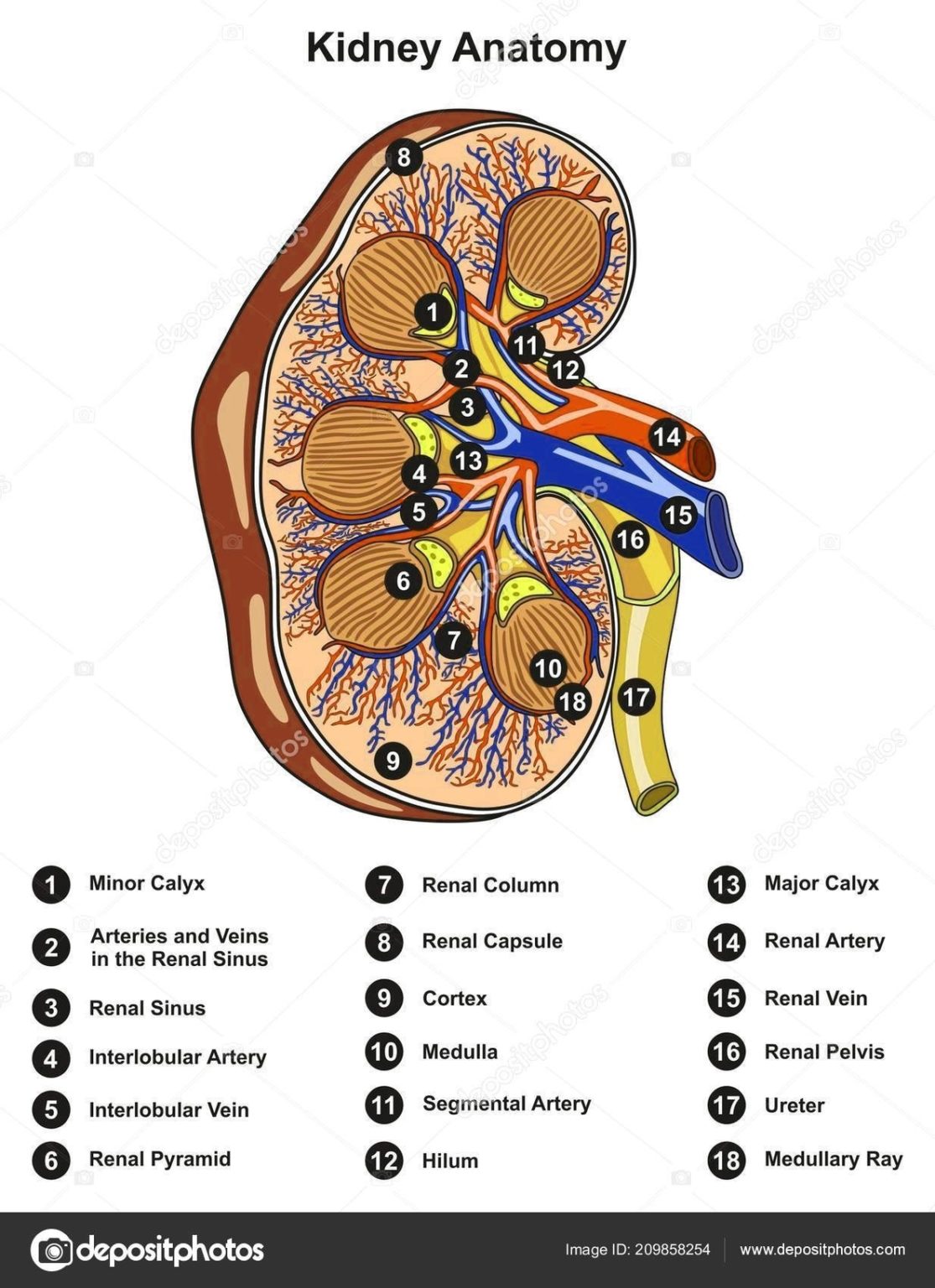 Human Heart Anatomy Example Of Definition 