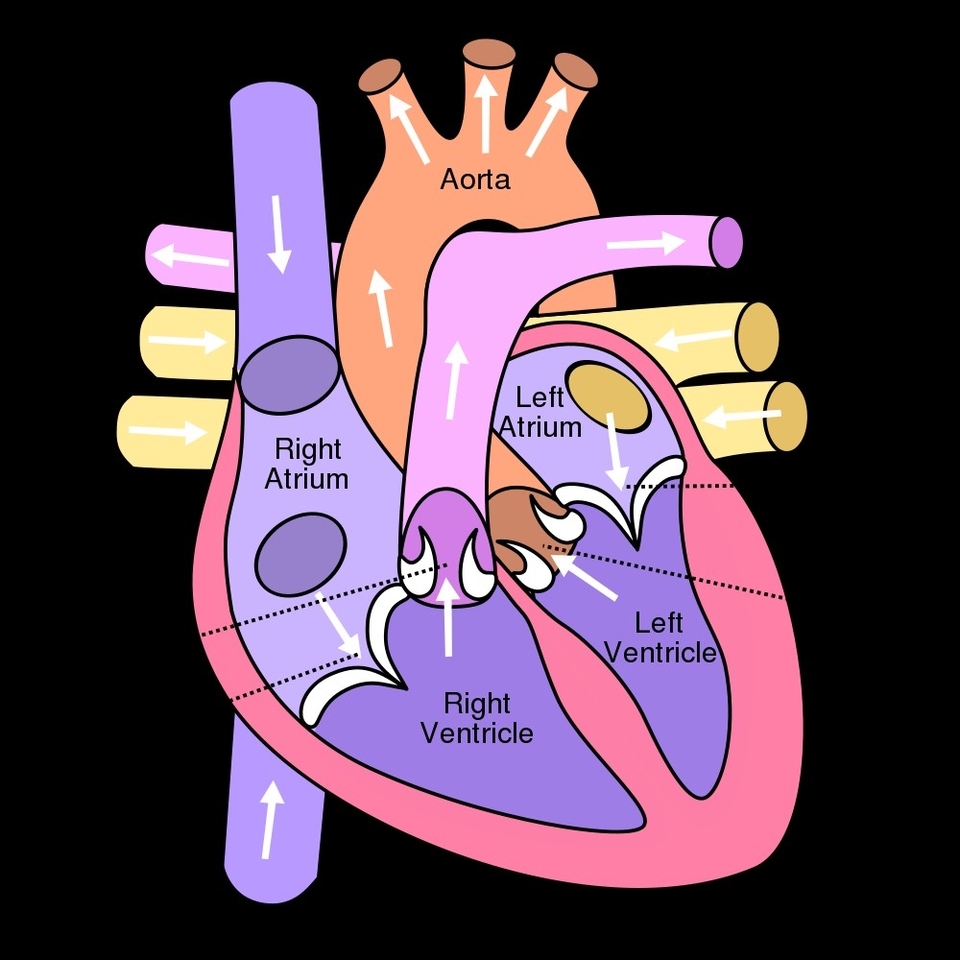 Human Heart Anatomy Example Of Definition Clarified