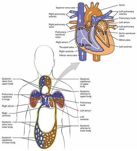 Human Heart Circulation