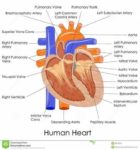 Human Heart Diagram