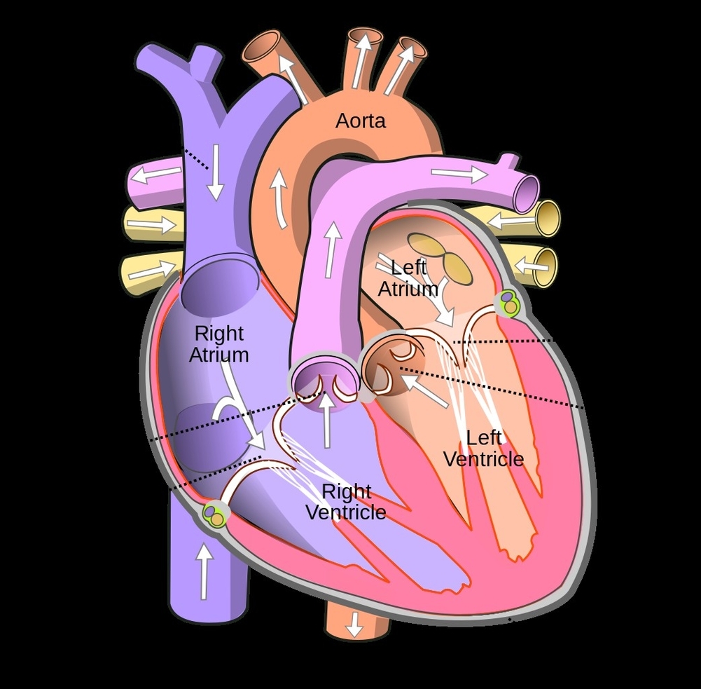 Human Heart Diagram Explanation
