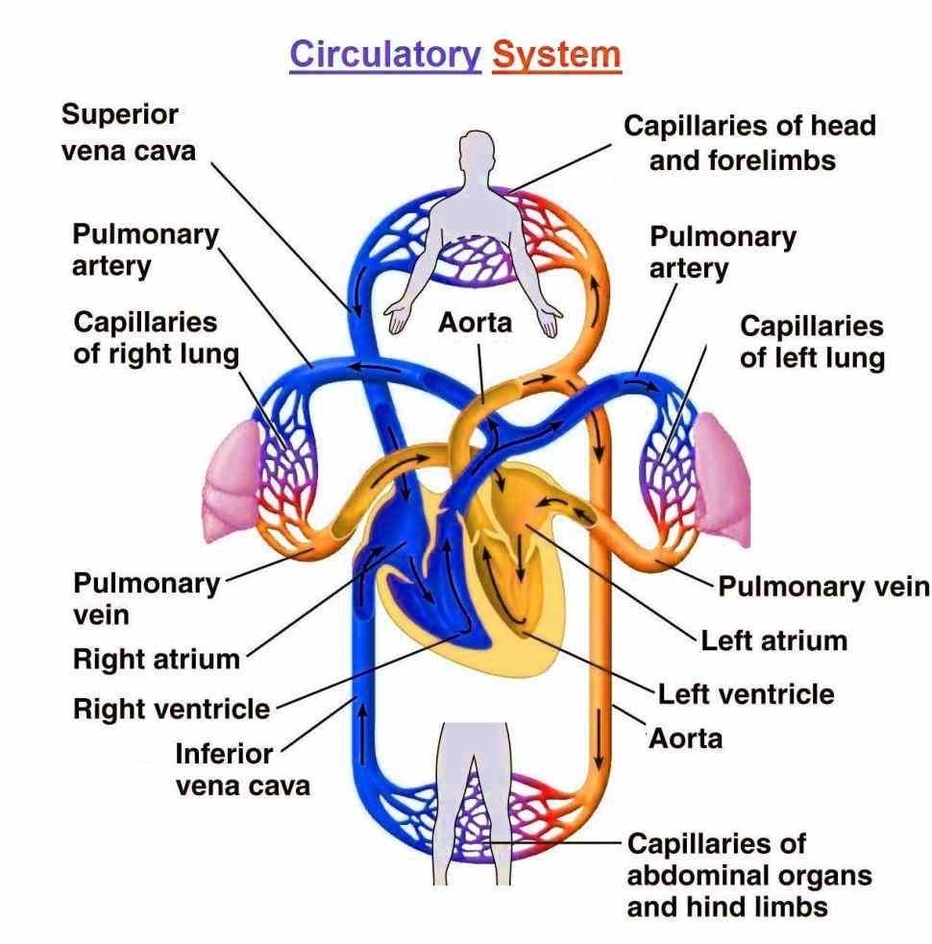 Human Heart Diagram Illustrated Representation