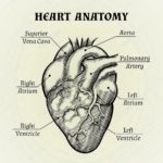 Human Heart Illustration Black And White