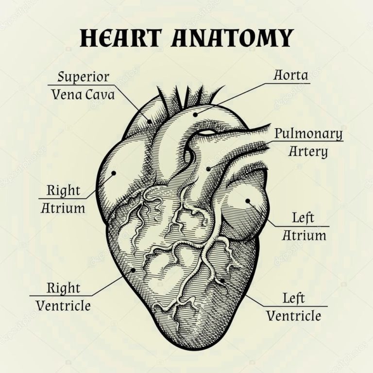 Human Heart Illustration Black And White | Anatomy System - Human Body ...