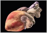 Human Heart Photo