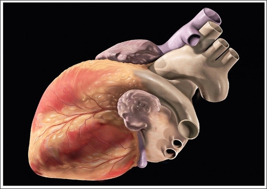 Human Heart Photo