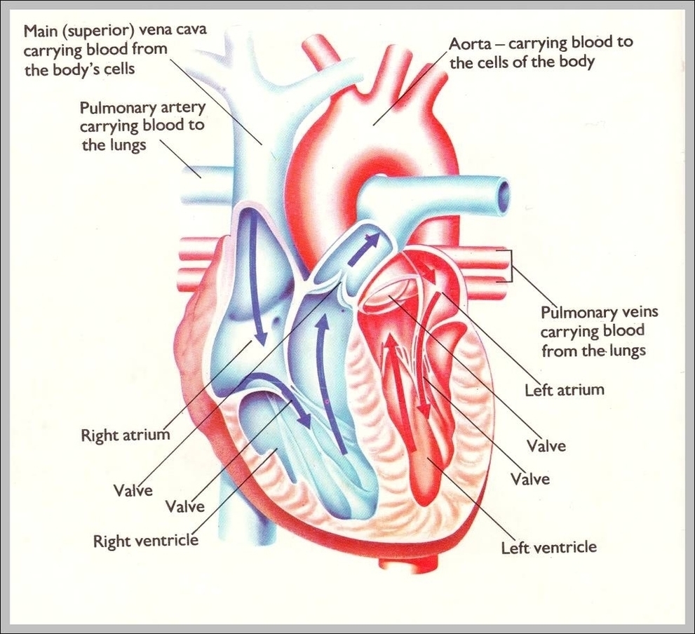 Human Heart Pictures For Kids Image