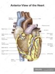 Human Heart With Labels