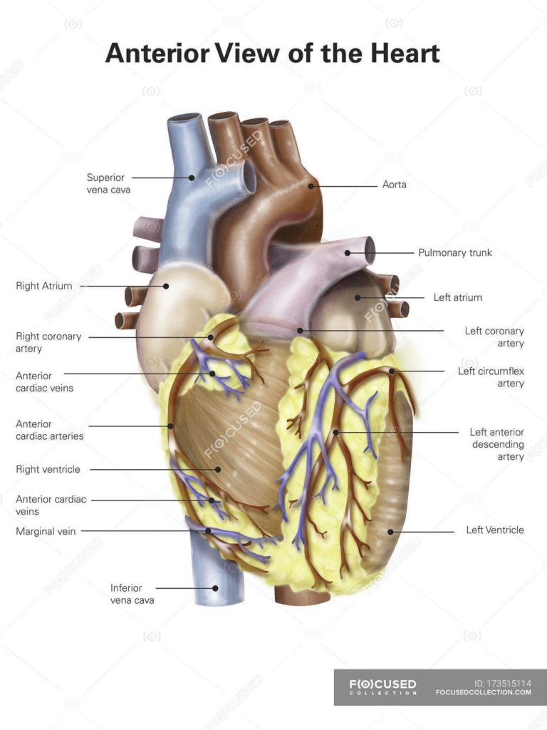 Human Heart With Labels