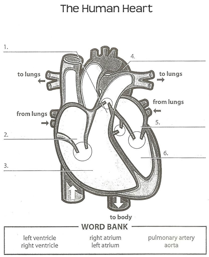 Human Heart Worksheet Printables