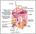 Human Integumentary System Image