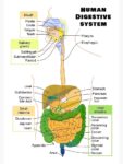 Human Kidney Medical Diagram Visual