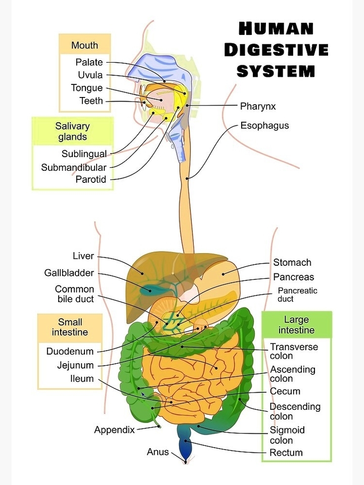 Human Kidney Medical Diagram Visual