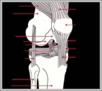 Human Knee Anatomy Diagram 2 Image