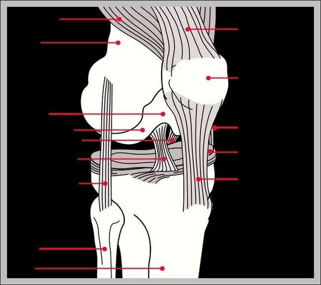 Human Knee Anatomy Diagram Image