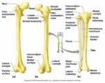 Human Leg Bone Structure