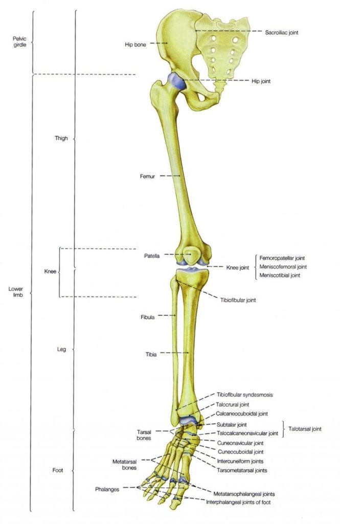 Human Leg Bones