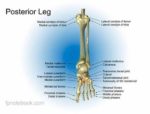 Human Leg Bones Diagram