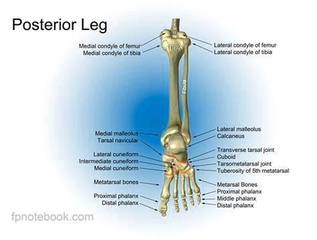 Human Leg Bones Diagram
