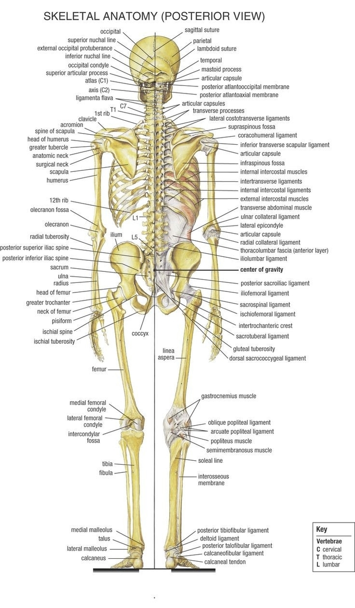 Human Leg Bones Labeled Definition Described