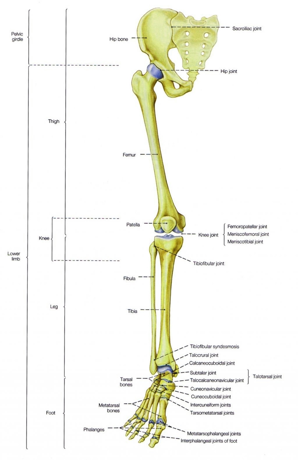 Human Leg Bones